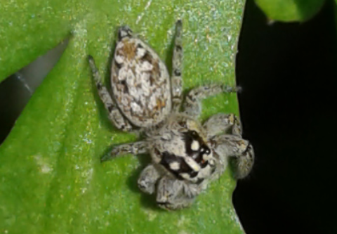 Salticidae : giovane Macaroeris nidicolens? S